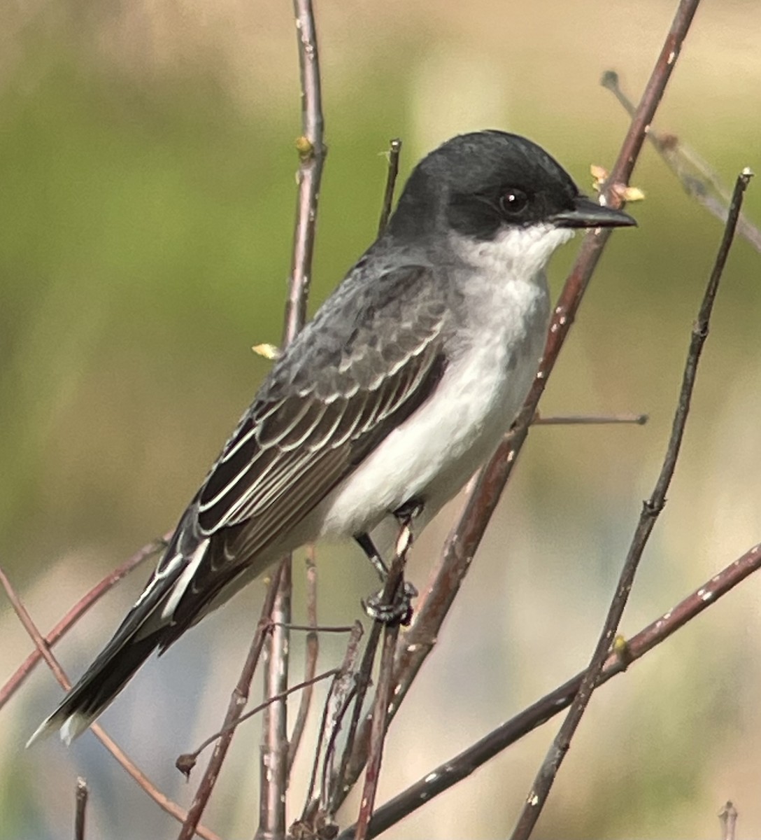 Eastern Kingbird - ML634906306