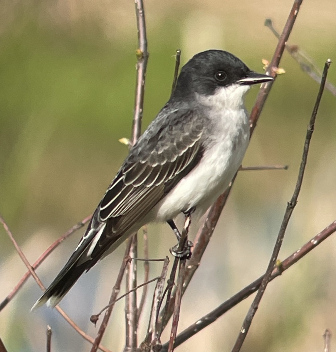 Eastern Kingbird - ML634906307