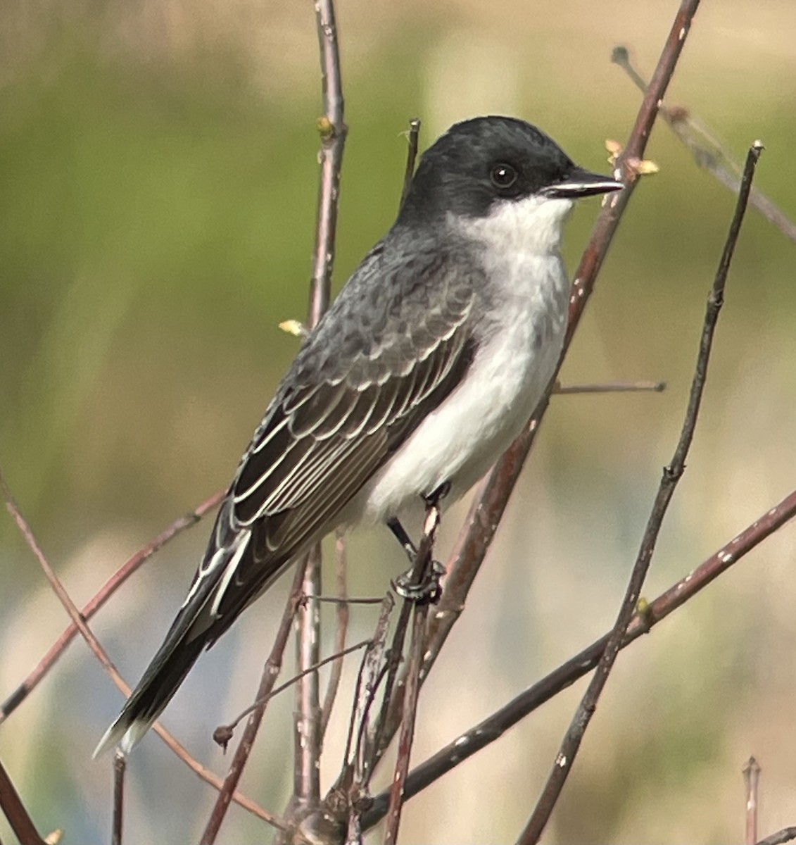 Eastern Kingbird - ML634906308