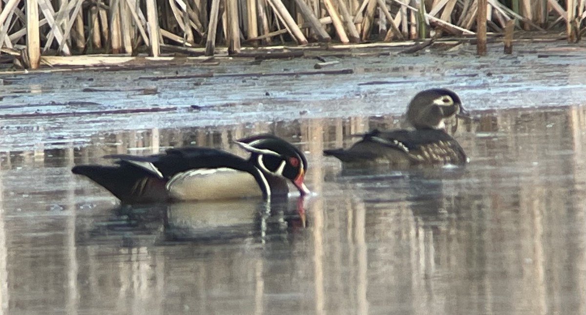 Wood Duck - ML634906464
