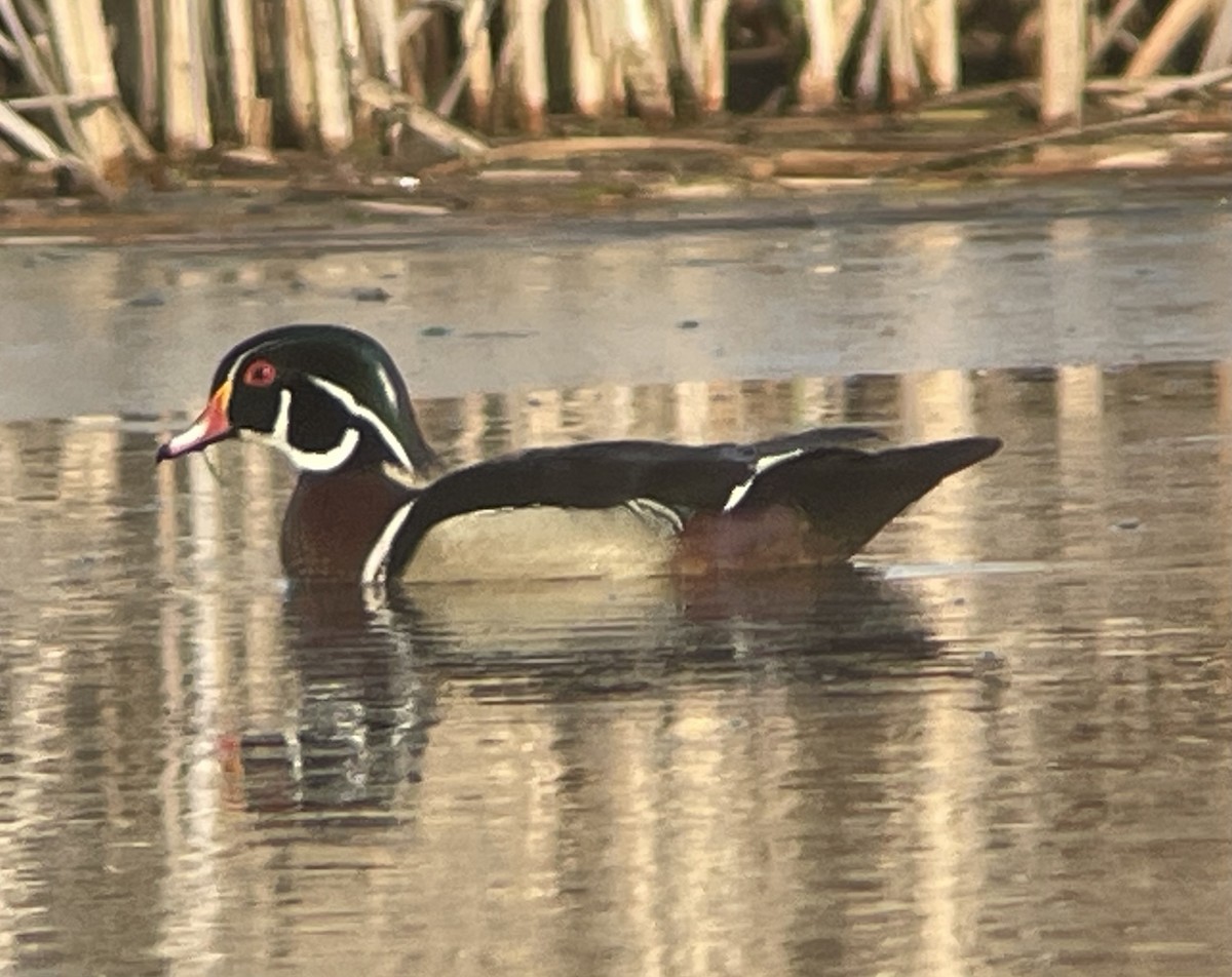 Wood Duck - ML634906465