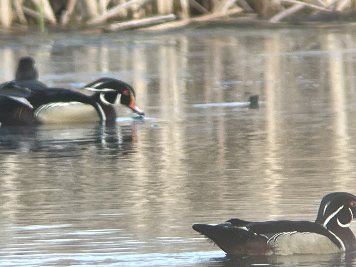 Wood Duck - ML634906466
