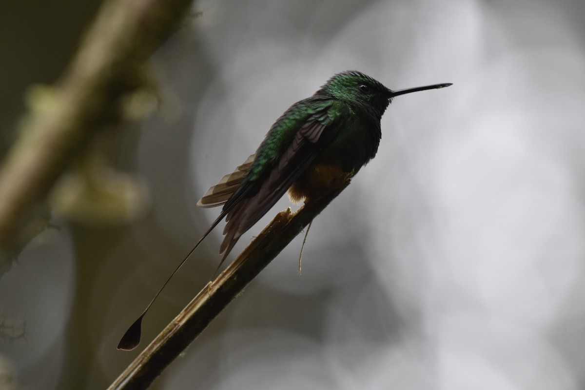 Rufous-booted Racket-tail - ML634906468
