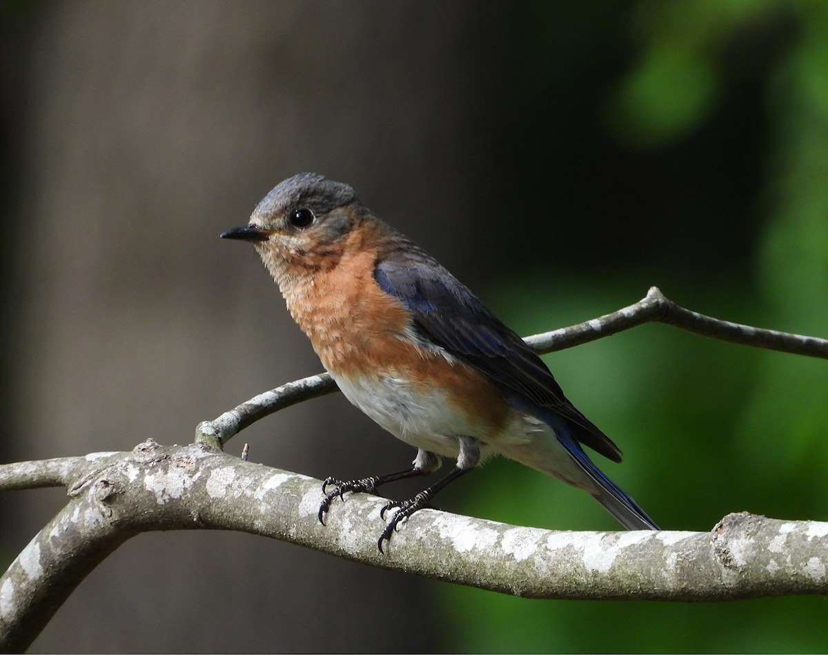 Eastern Bluebird - ML634906474