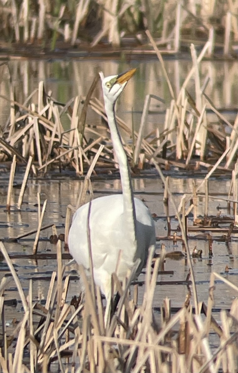 Great Egret - ML634906538