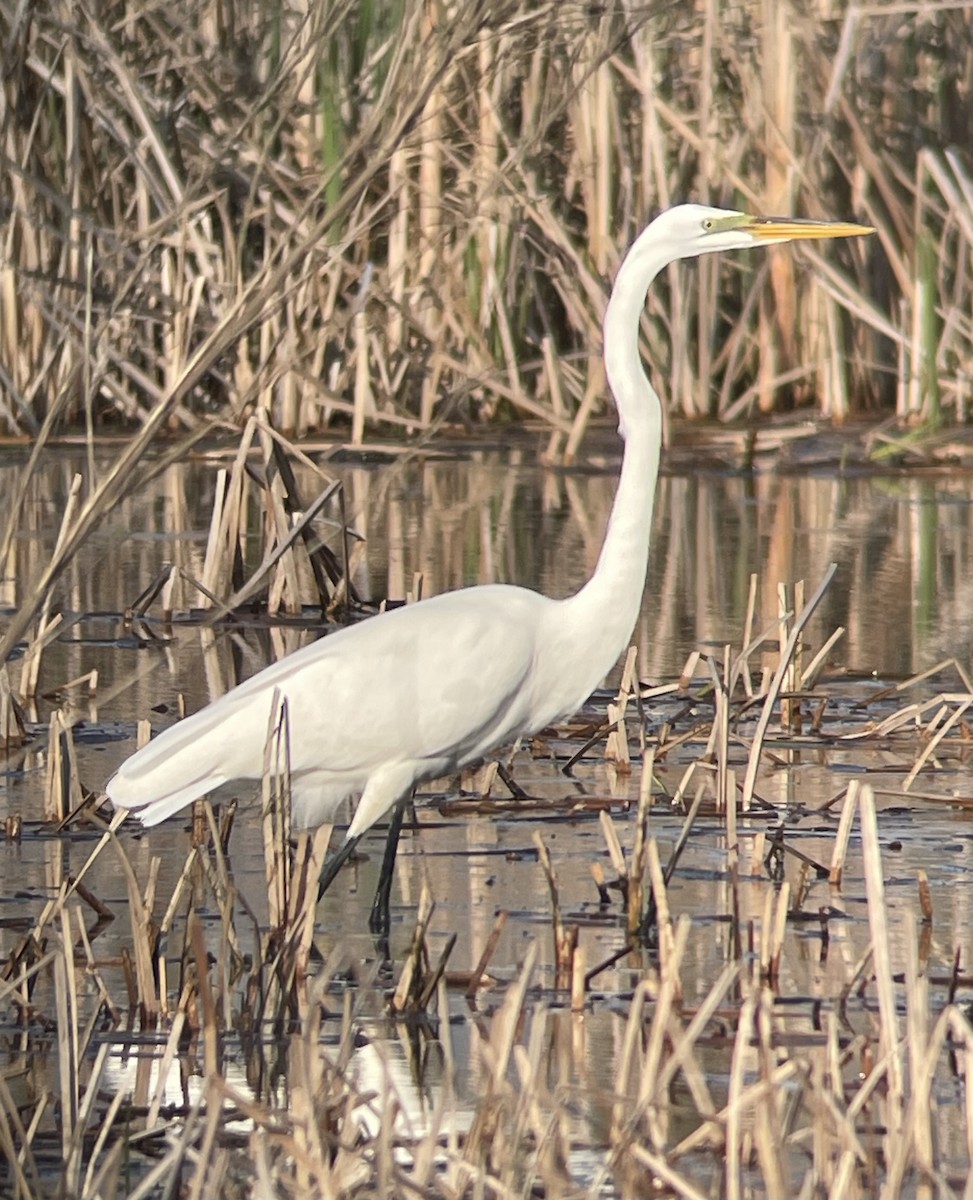Great Egret - ML634906539
