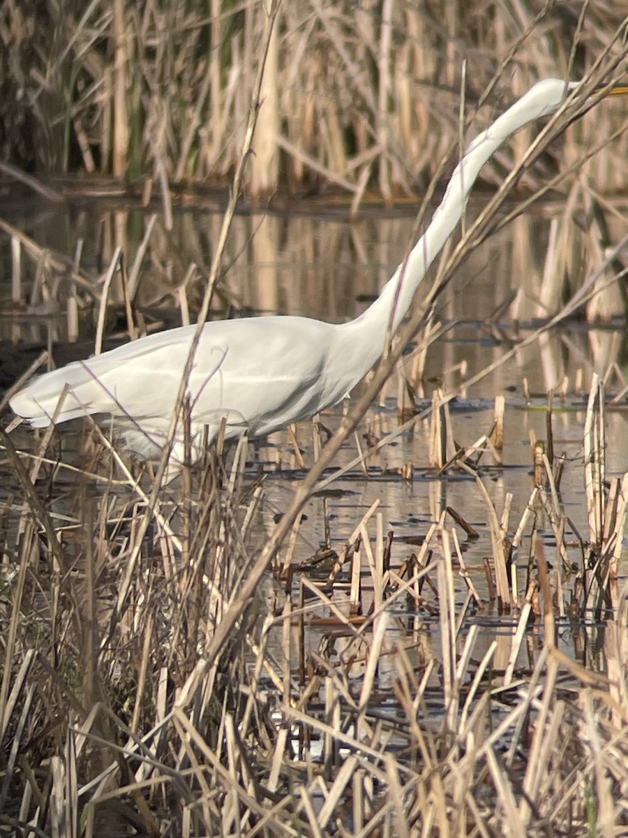 Great Egret - ML634906540