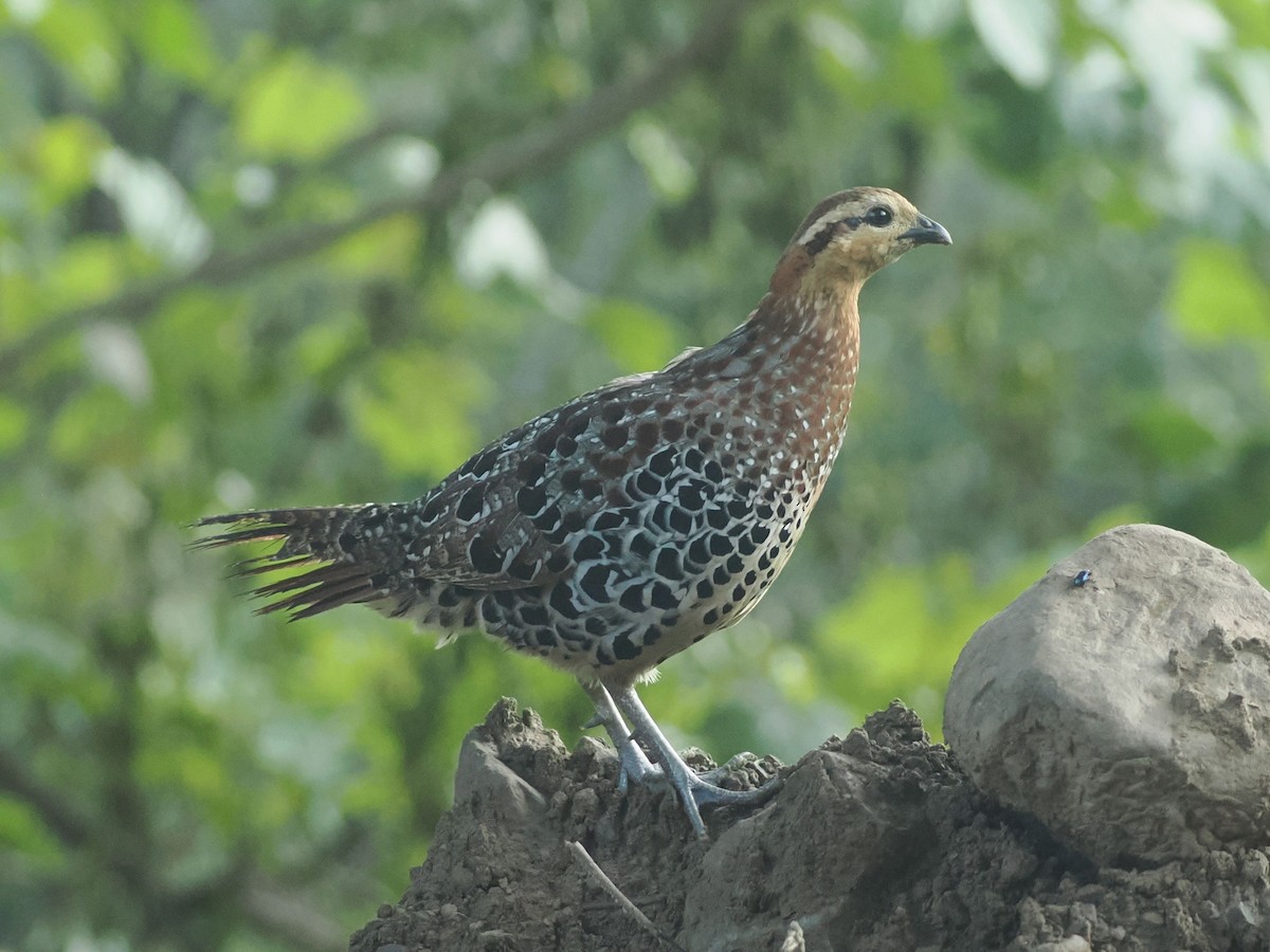 Mountain Bamboo-Partridge - ML634906546