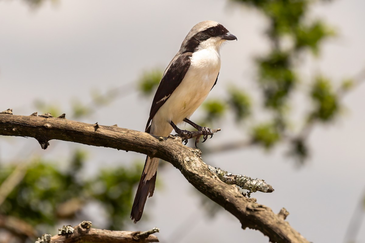 Gray-backed Fiscal - ML634906560