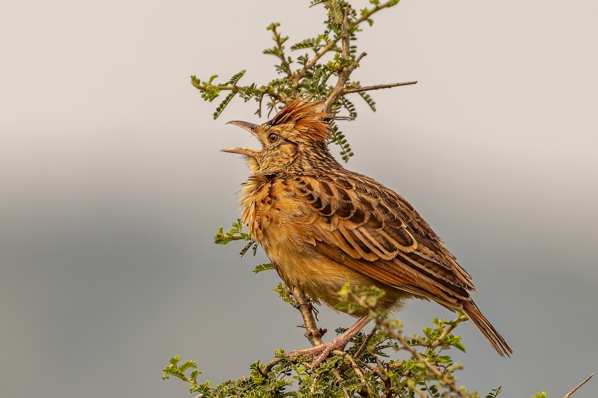 Rufous-naped Lark - ML634906566