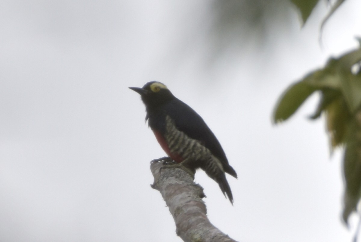 Yellow-tufted Woodpecker - ML634906568