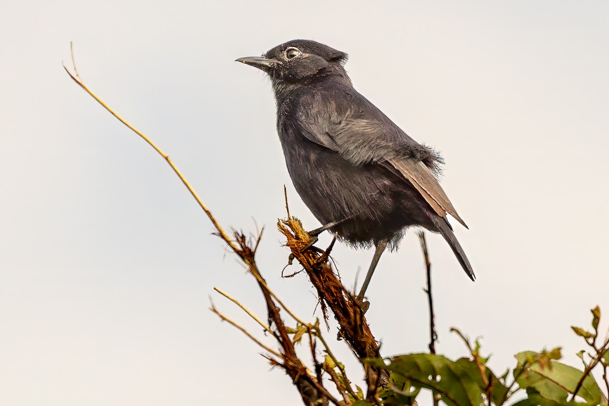 Sooty Chat - ML634906577