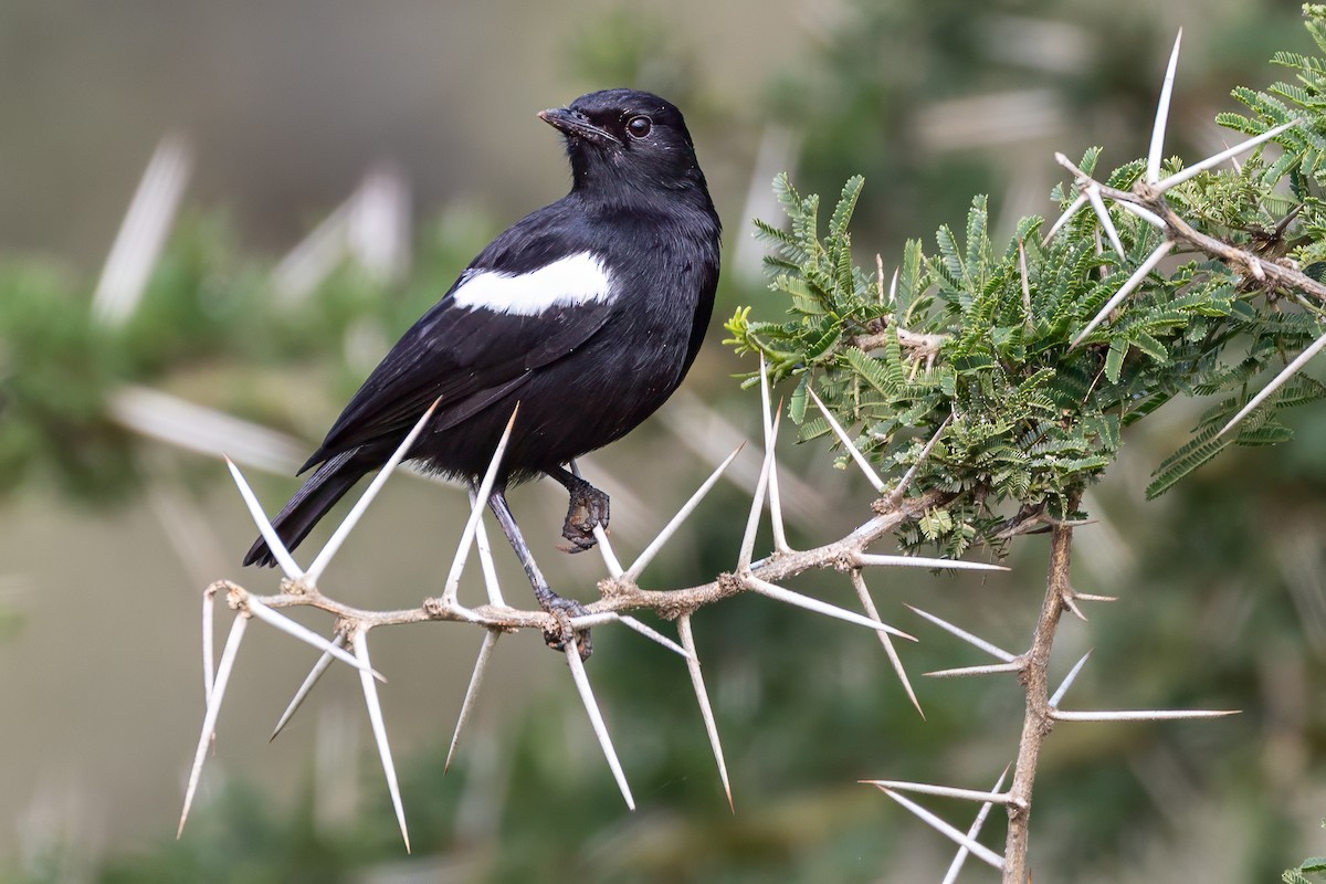 Sooty Chat - ML634906578