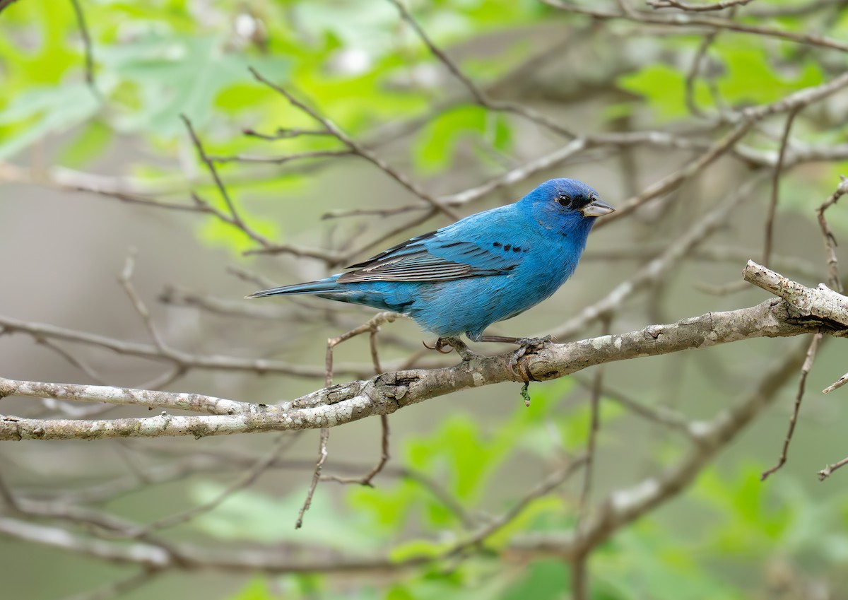 Indigo Bunting - ML634906591