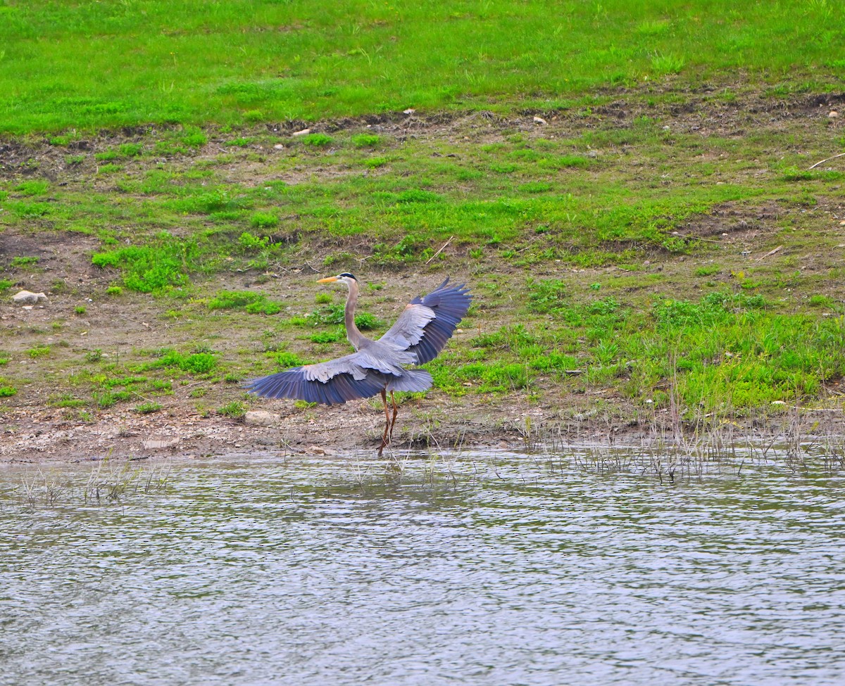 Great Blue Heron - ML634906692