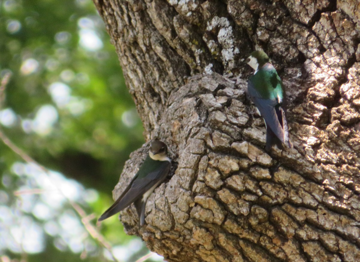 Violet-green Swallow - ML634906757