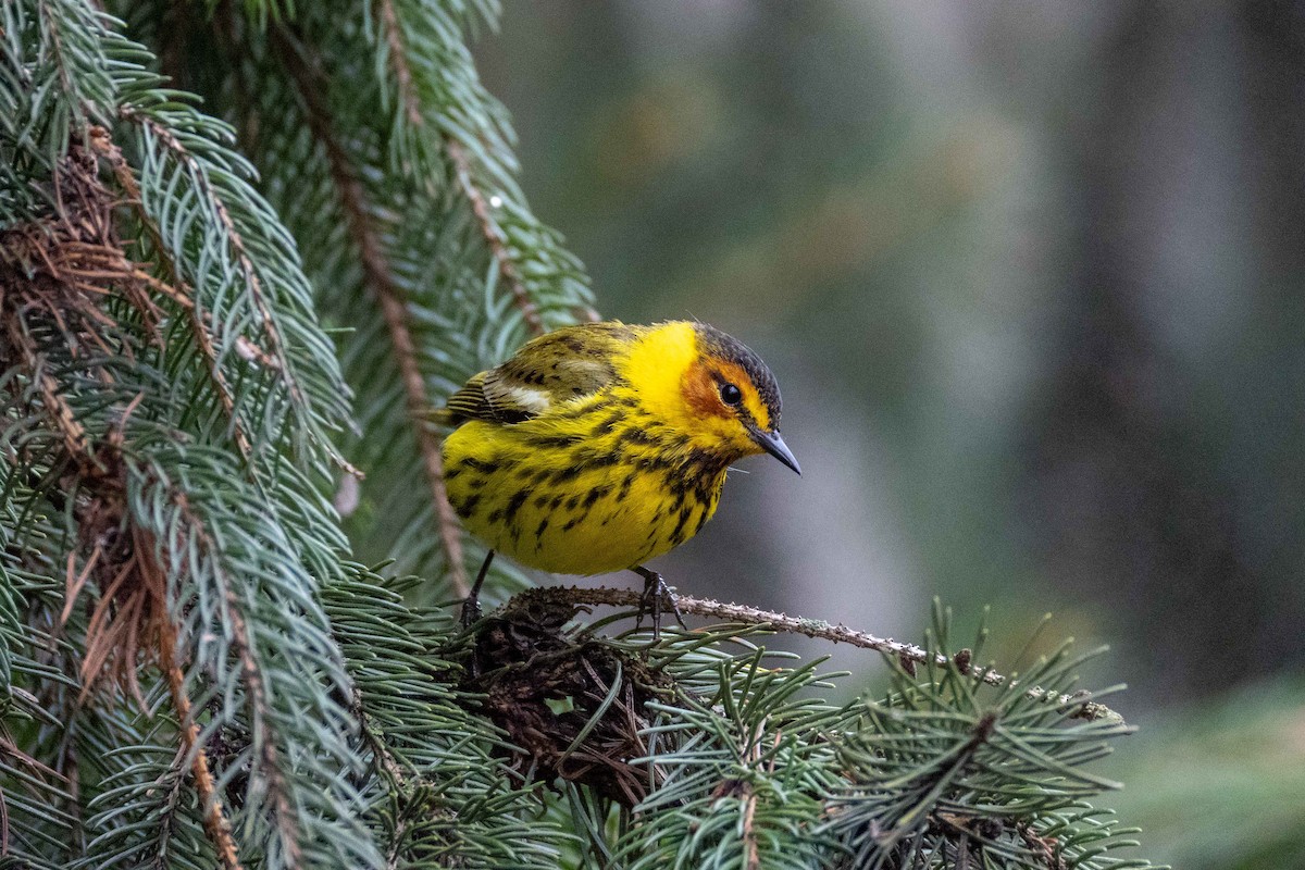 Cape May Warbler - ML634906792