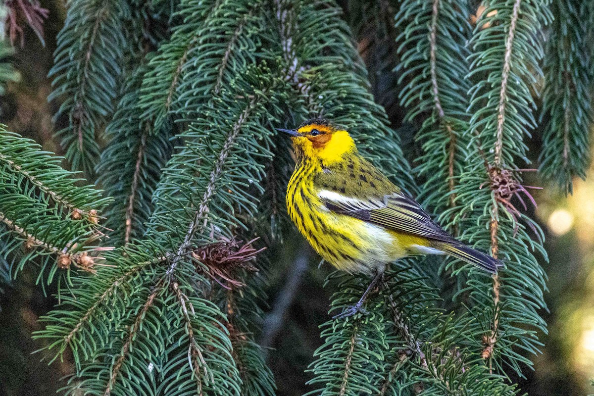 Cape May Warbler - ML634906884