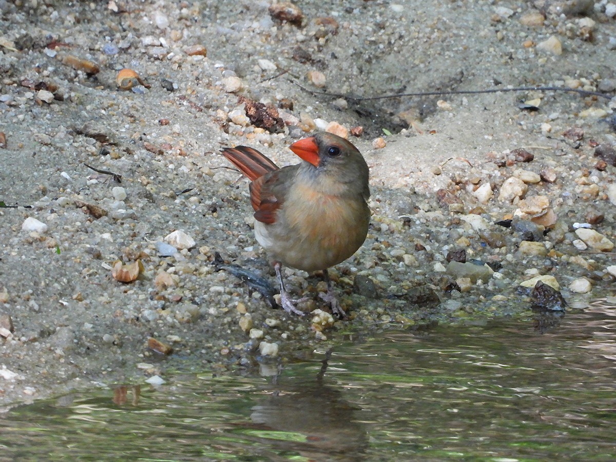 Northern Cardinal - ML634906918