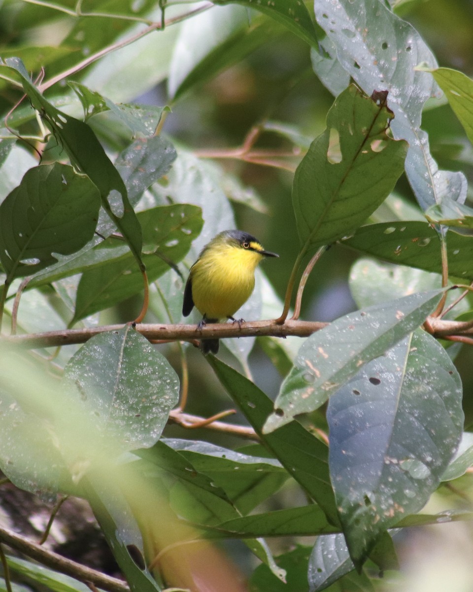 Gray-headed Tody-Flycatcher - ML634907055