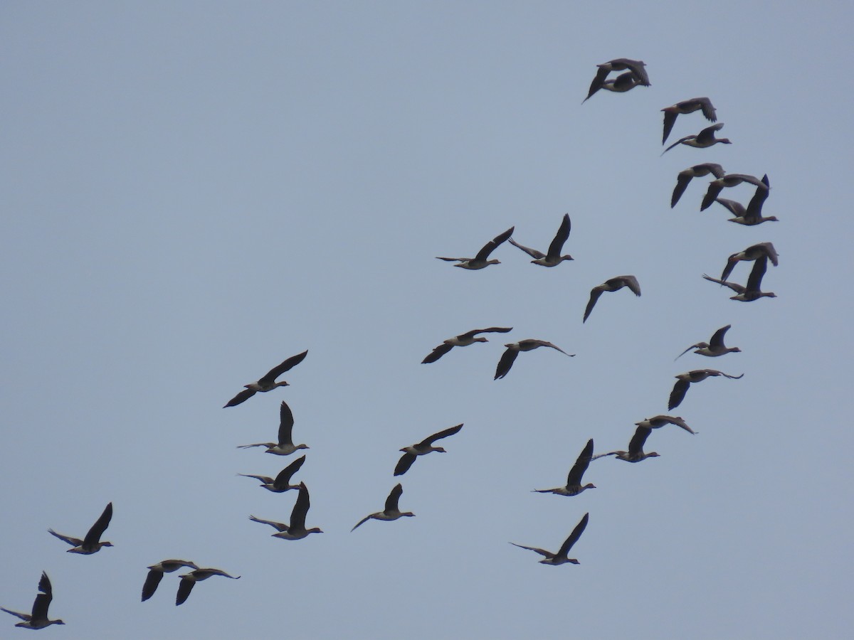 Greater White-fronted Goose - ML634907066