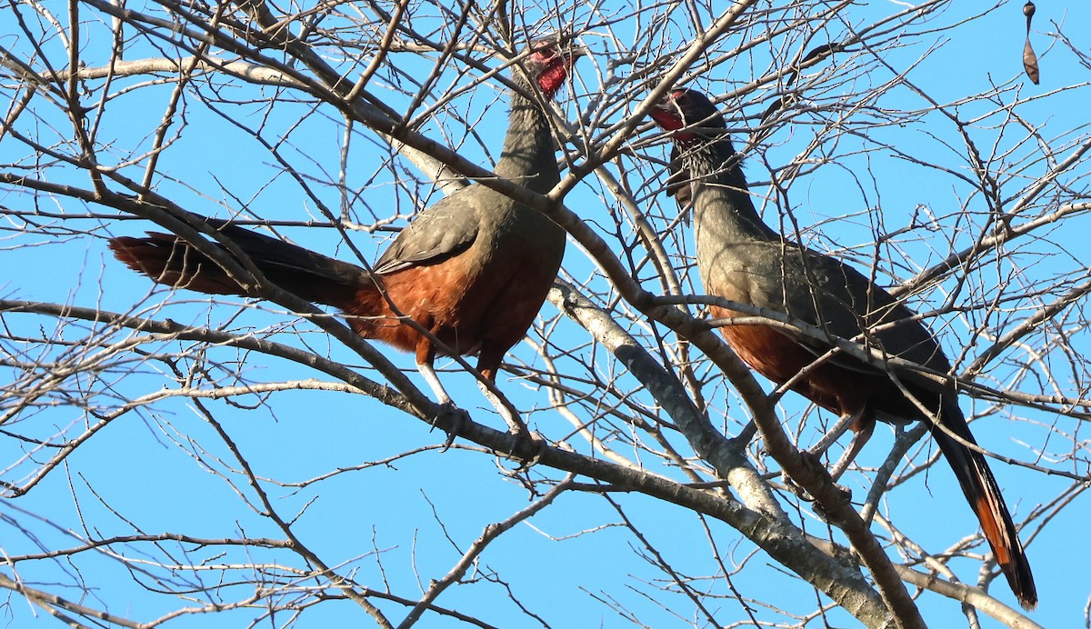 Rufous-bellied Chachalaca - ML634907072
