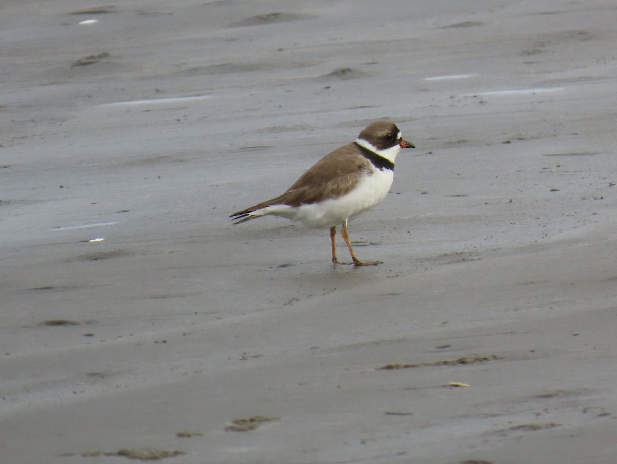 Semipalmated Plover - ML634907195