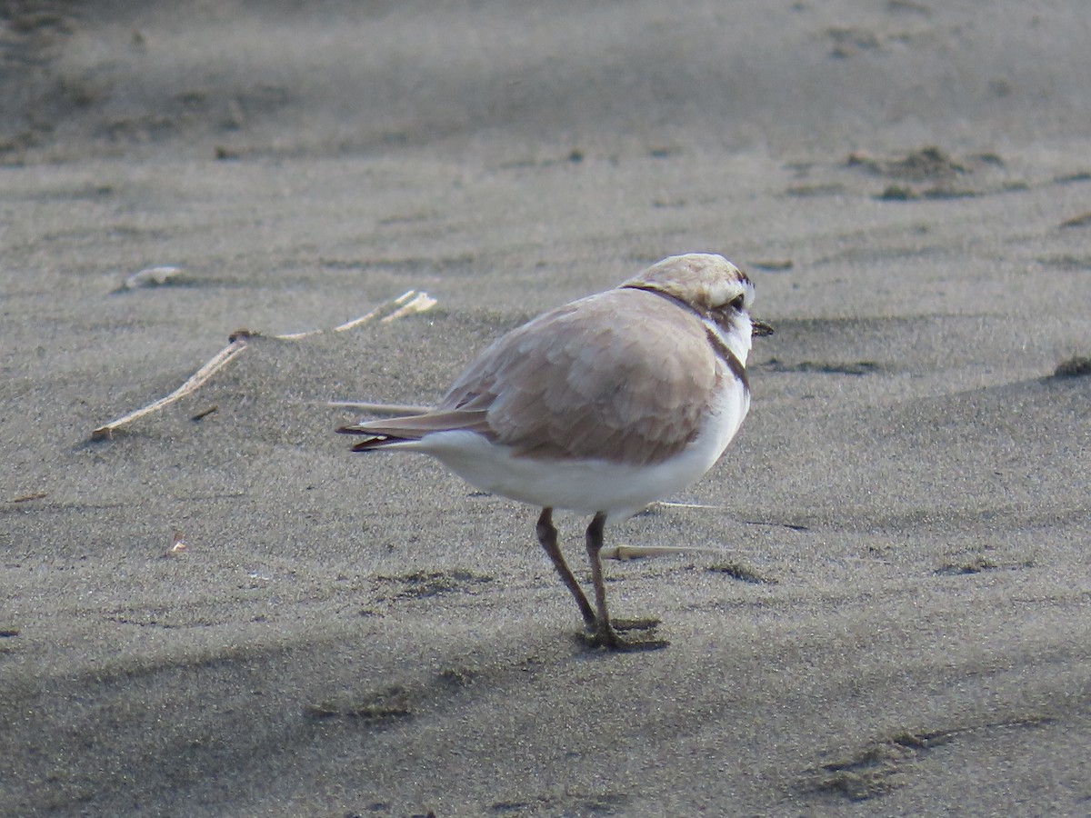 Snowy Plover - ML634907255