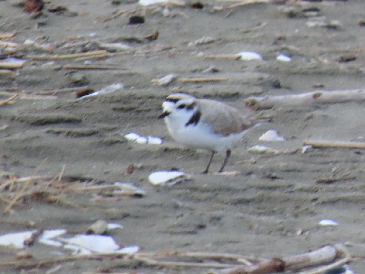 Snowy Plover - ML634907288