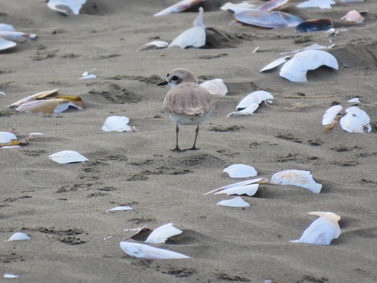 Snowy Plover - ML634907356