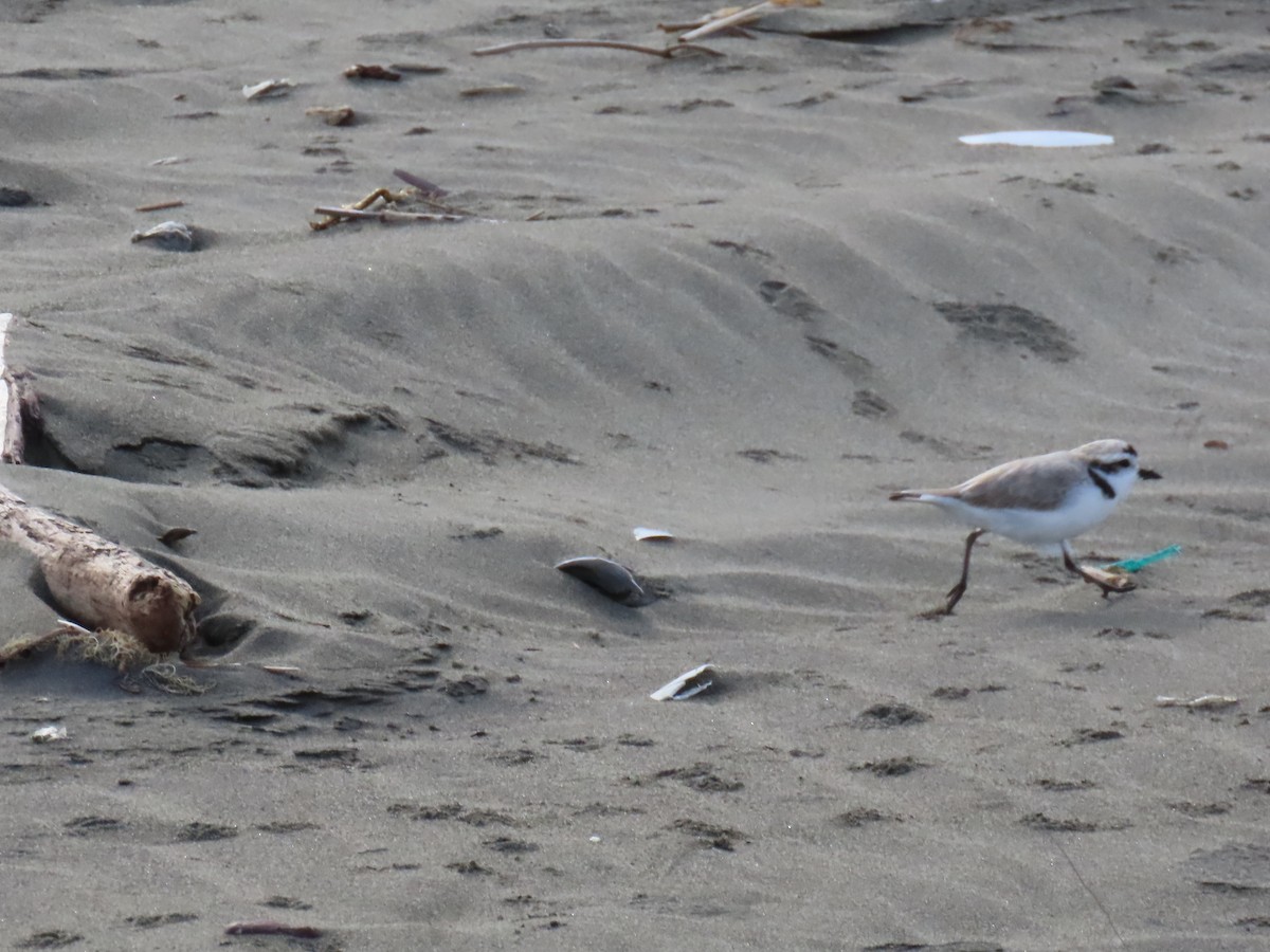 Snowy Plover - ML634907509