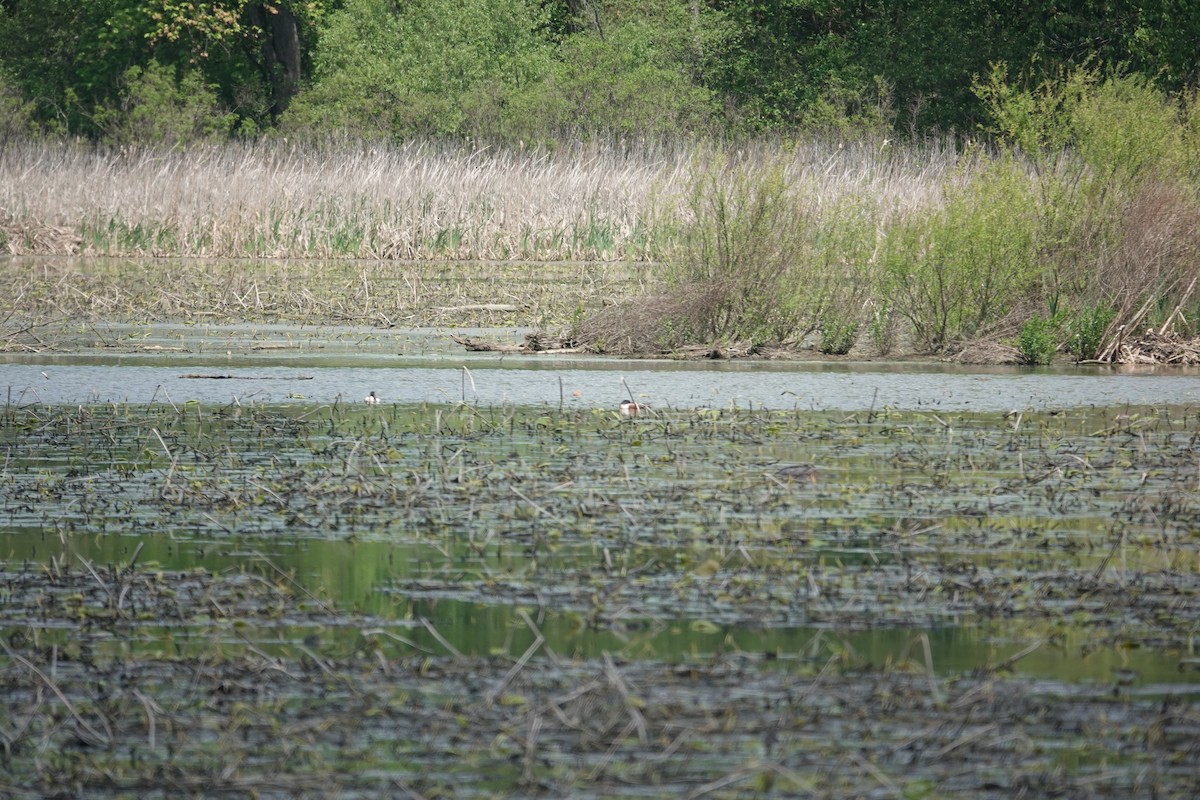 Northern Shoveler - ML634907553