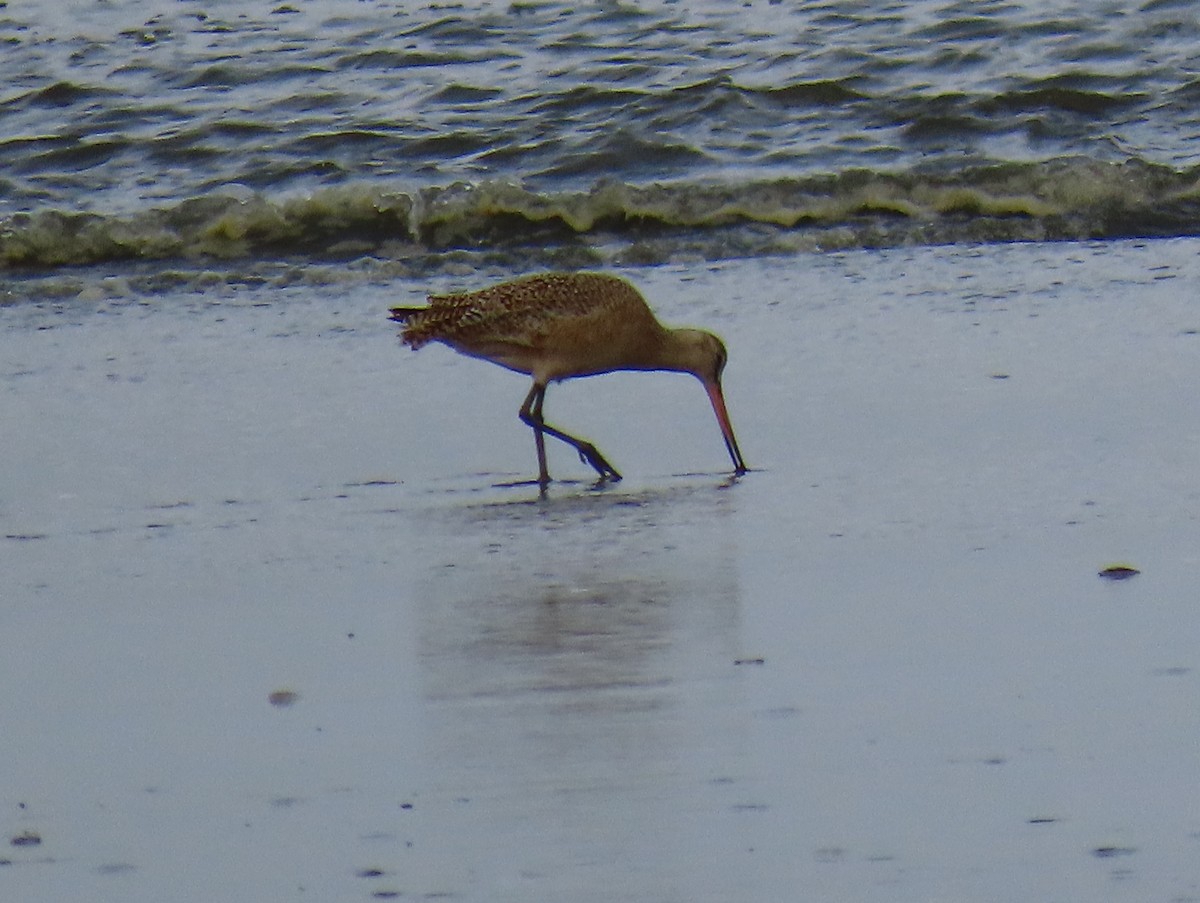 Marbled Godwit - ML634907558