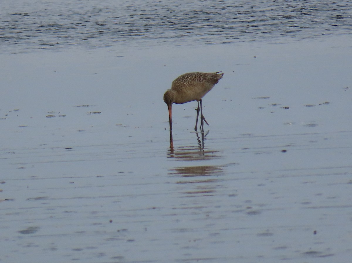 Marbled Godwit - ML634907584