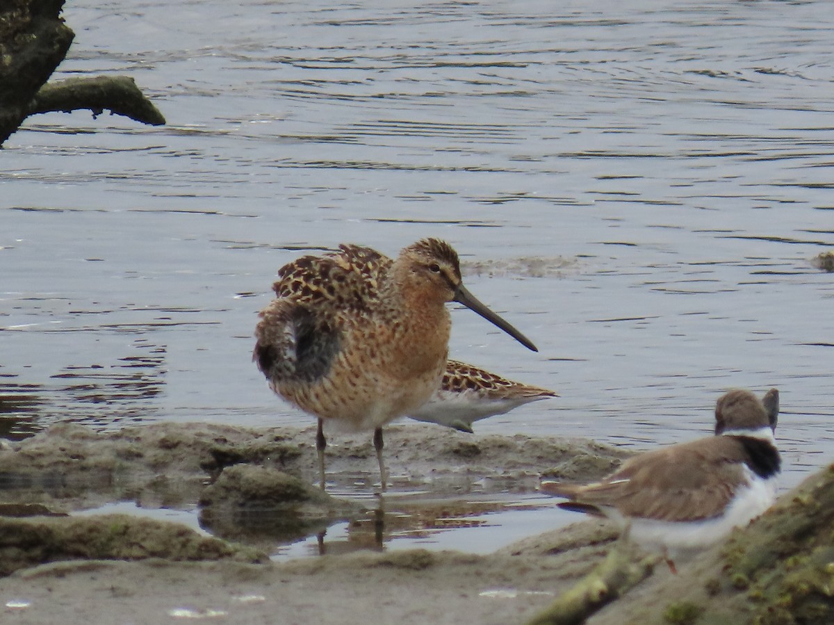 Short-billed Dowitcher - ML634907630