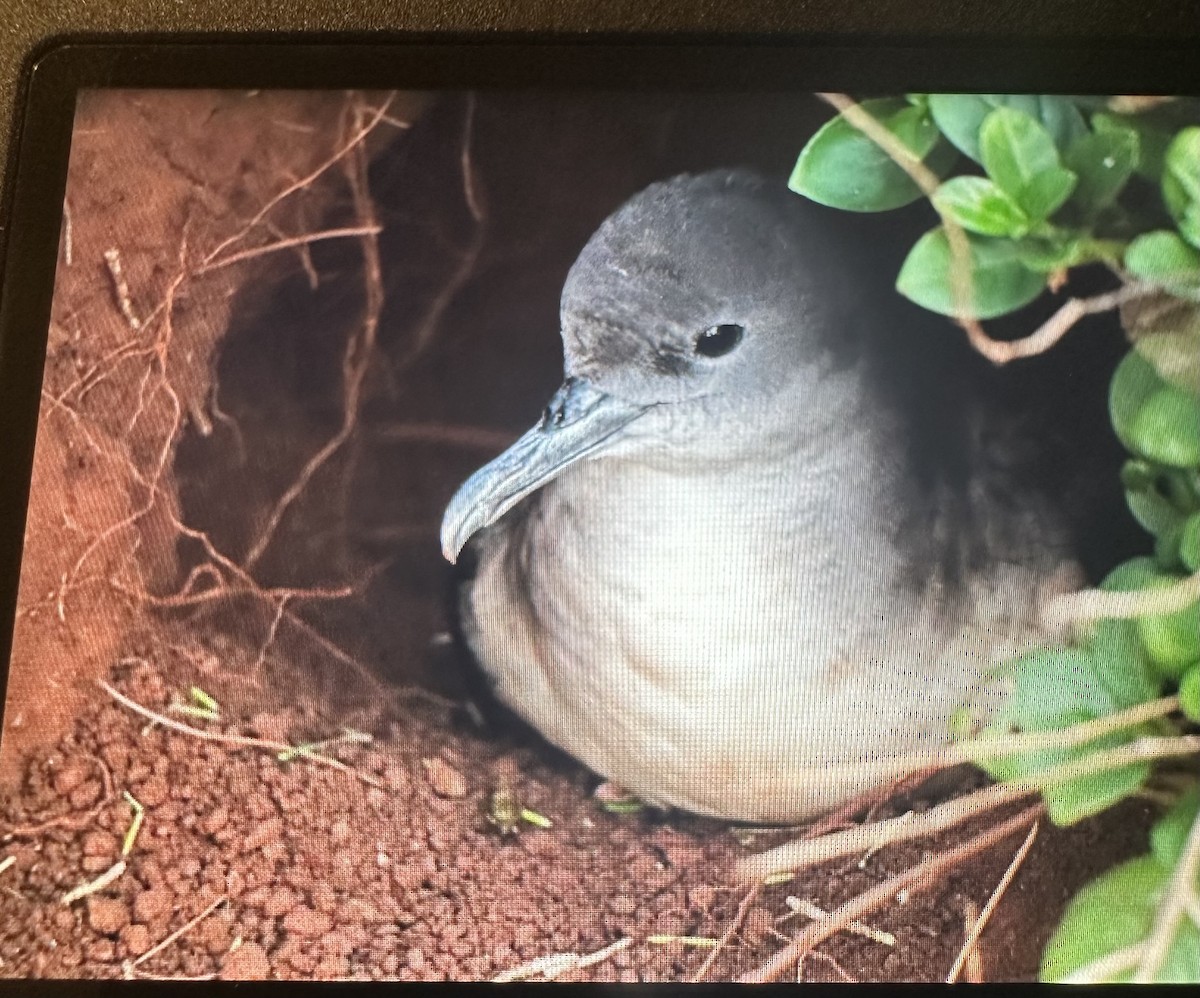 buřňák klínoocasý - ML634907689