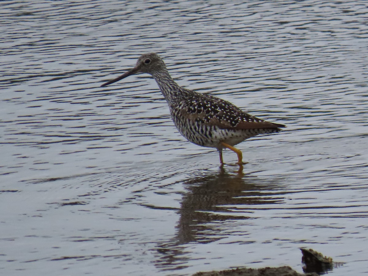 Greater Yellowlegs - ML634907725