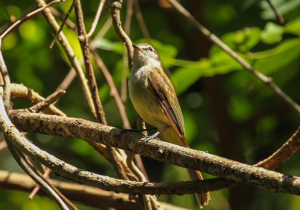 Jamaican Elaenia - ML634907731