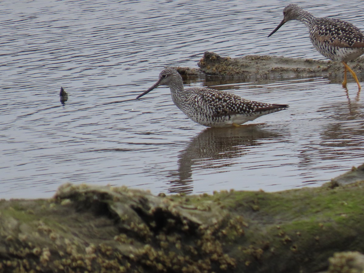Greater Yellowlegs - ML634907761