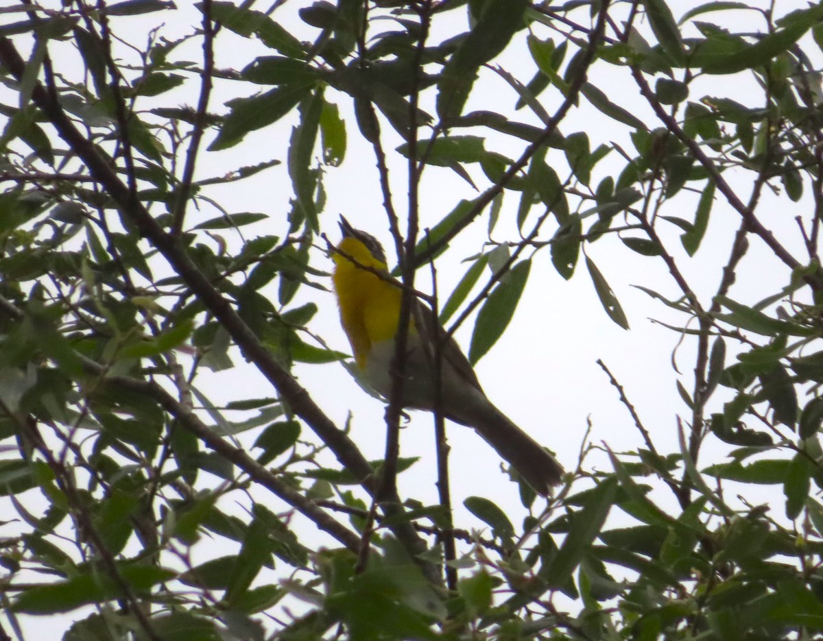 Yellow-breasted Chat - ML634907854