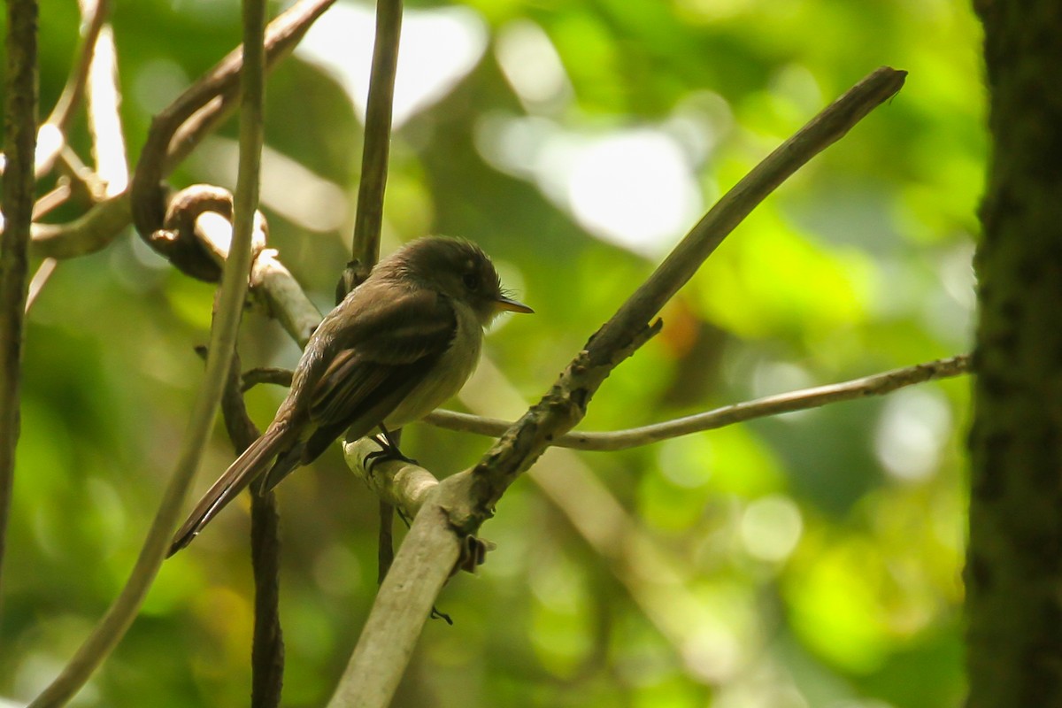 Jamaican Pewee - ML634907908