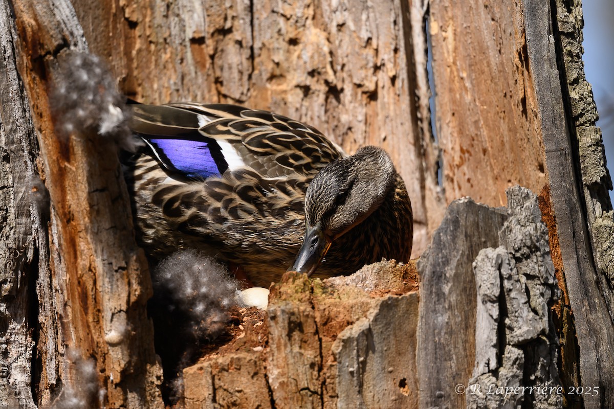 Mallard - ML634907983