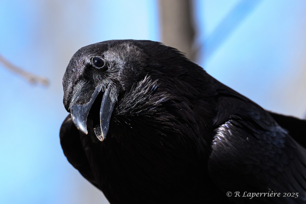 Common Raven - ML634908021