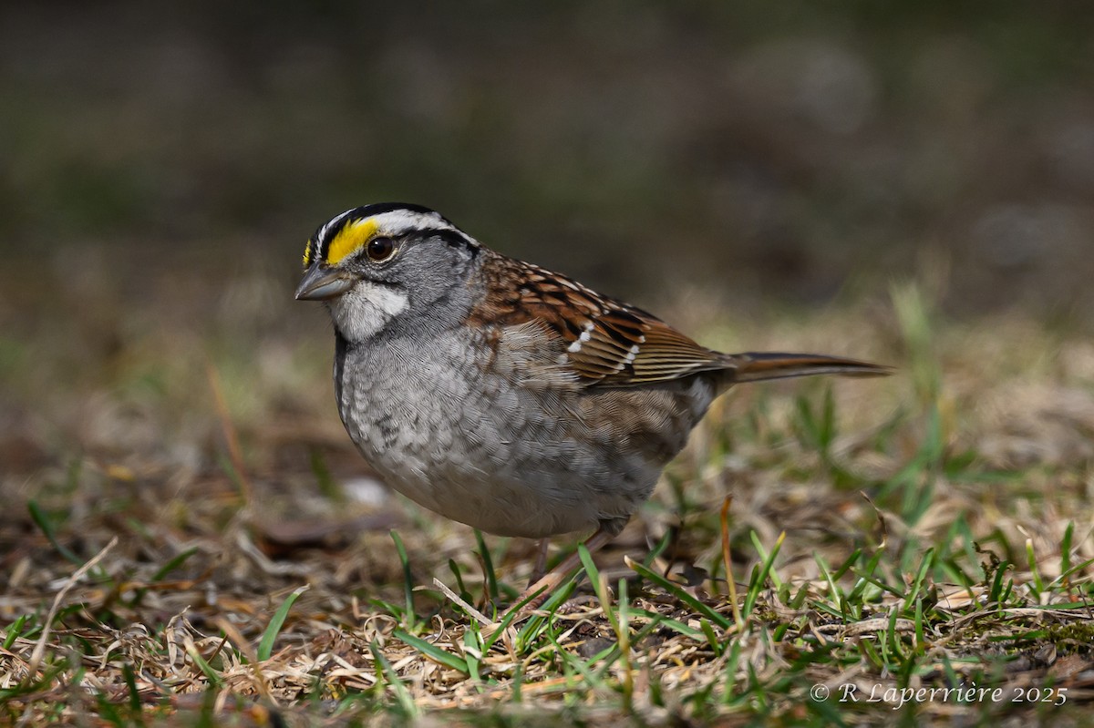White-throated Sparrow - ML634908039