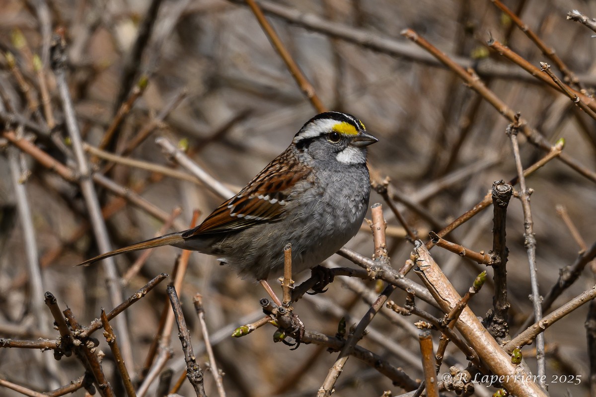 White-throated Sparrow - ML634908040