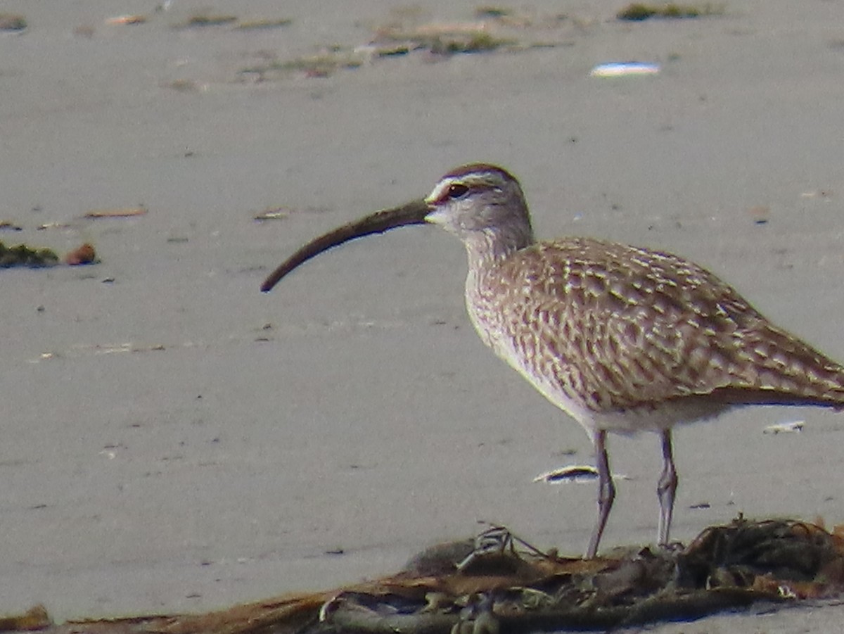 Whimbrel (Hudsonian) - ML634908055