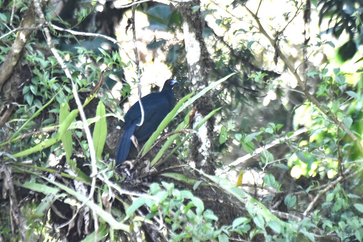Black Guan - ML634908065