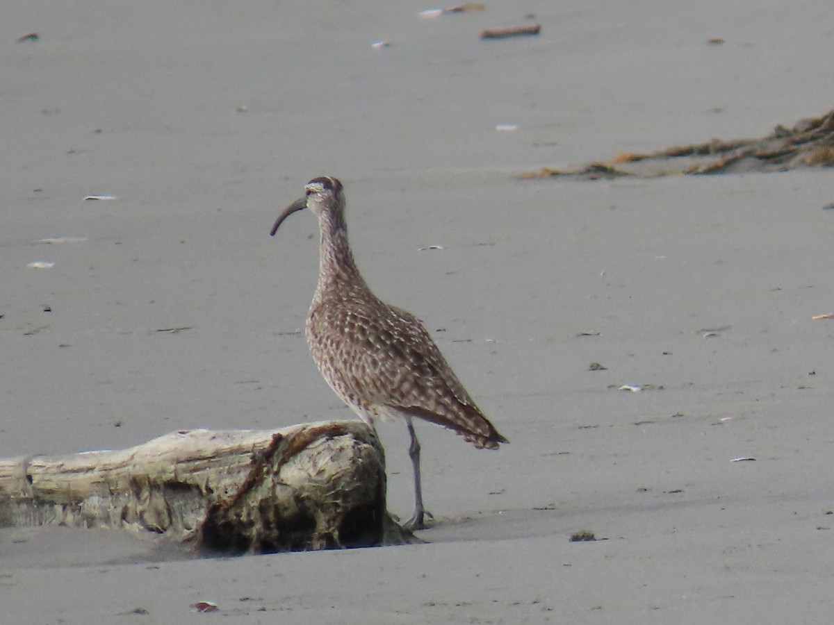 Whimbrel (Hudsonian) - ML634908066