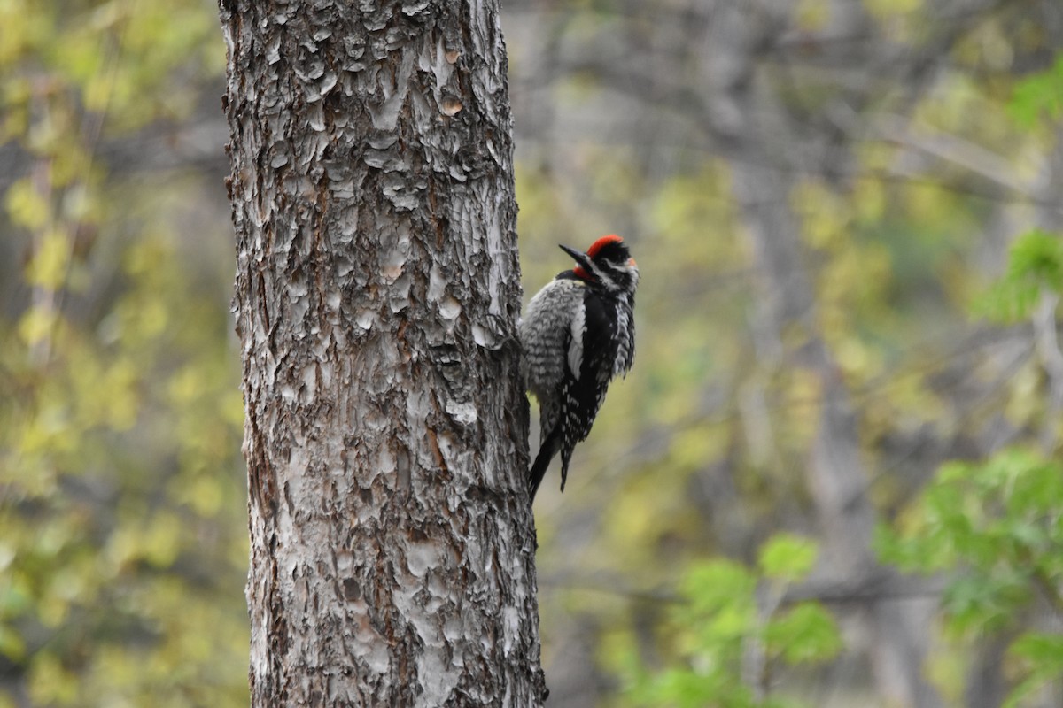 Sphyrapicus sp. - ML634908099