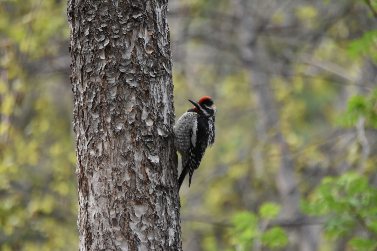 Sphyrapicus sp. - ML634908101
